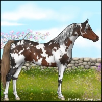 Horse Color:White Spotted Liver Chestnut 
