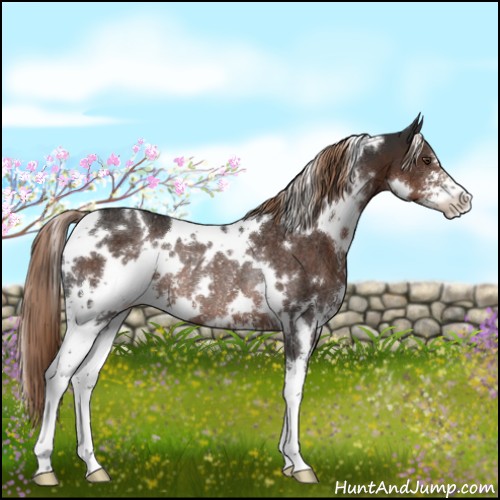 Horse Color:White Spotted Liver Chestnut Sabino Appaloosa Rabicano