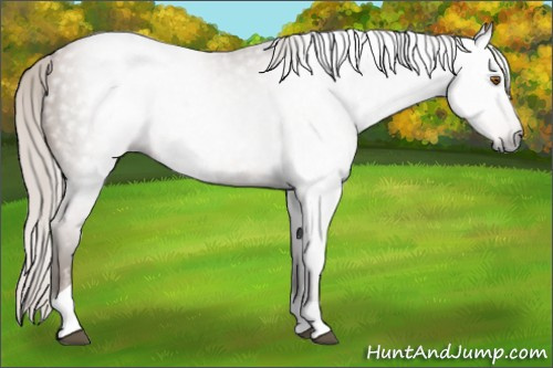 Horse Color:Gray Silver Black Pearl Tobiano 