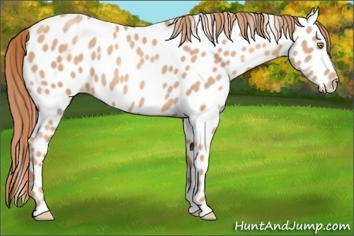Horse Color:Gold Champagne Appaloosa 
