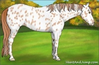 Horse Color:Gold Champagne Appaloosa 