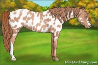 Horse Color:Gold Champagne Appaloosa 