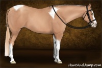Horse Color:Gold Champagne Splash Tobiano