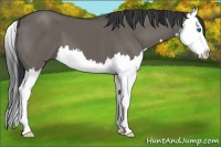 Horse Color:Grullo Splash