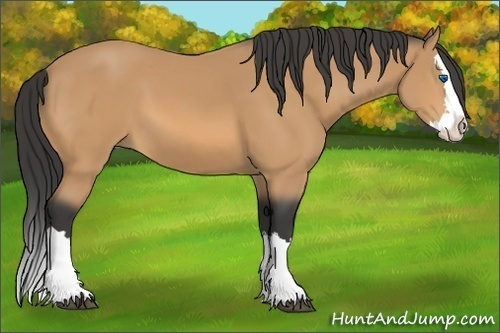 Horse Color:Buckskin Splash 