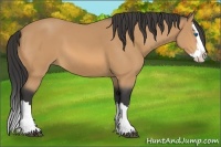 Horse Color:Buckskin Splash 