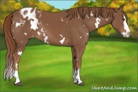 Horse Color:White Spotted Chestnut Splash Appaloosa Rabicano