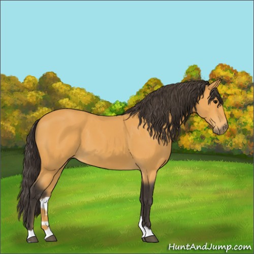 Horse Color:Buckskin 