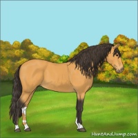 Horse Color:Buckskin 