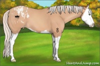 Horse Color:Silver Amber Champagne Splash Appaloosa 