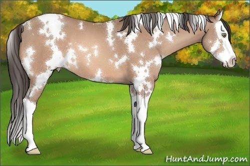 Horse Color:White Spotted Sable Champagne Splash Appaloosa 