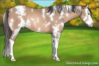 Horse Color:White Spotted Sable Champagne Splash Appaloosa