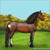 Horse Color:Bay Sabino