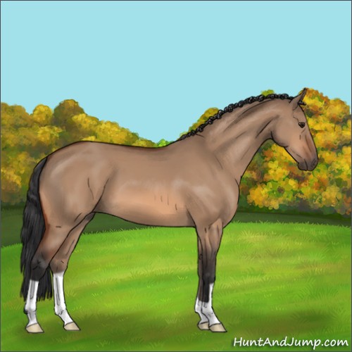 Horse Color:Bay Dun
