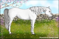 Horse Color:Gray White Spotted Liver Chestnut