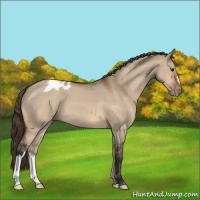 Horse Color:Bay Dun Appaloosa 
