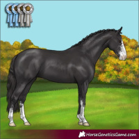 Horse Color:Smoky Black Sabino