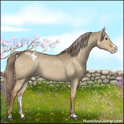Horse Color:Chocolate Palomino Dun Splash Appaloosa 