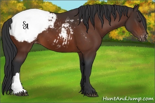 Horse Color:Brown Appaloosa 