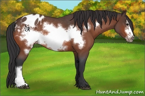 Horse Color:Bay Roan Frame Appaloosa Rabicano 