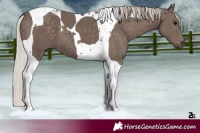 Horse Color:Silver Black Tobiano 