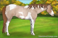 Horse Color:Liver Red Roan Pearl Tobiano Frame 