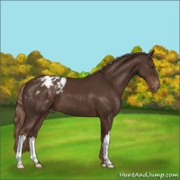 Horse Color:Liver Chestnut Appaloosa 