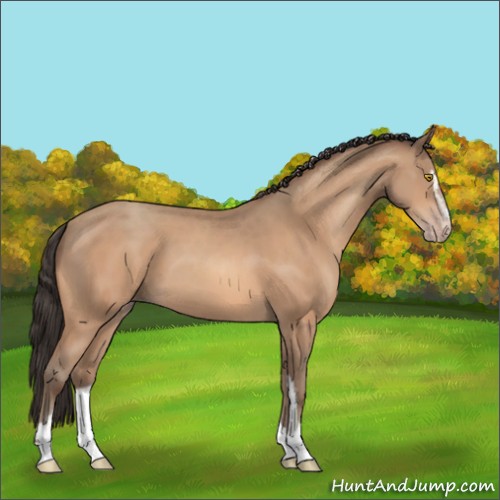 Horse Color:Amber Champagne Sabino 