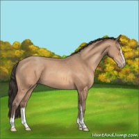 Horse Color:Amber Champagne Sabino 
