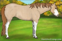 Horse Color:Red Dun Roan Splash Frame Rabicano