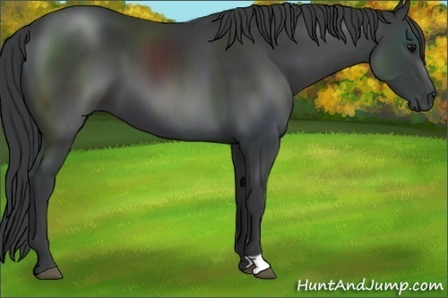 Horse Color:Black 