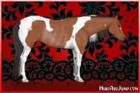 Horse Color:Bay Tobiano Rabicano 