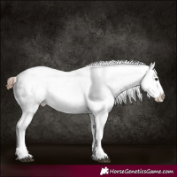Horse Color:Brown Appaloosa 