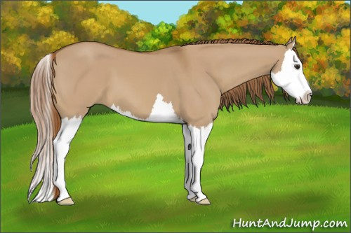 Horse Color:Red Dun Splash 