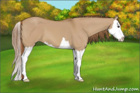 Horse Color:Red Dun Splash