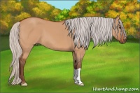 Horse Color:Silver Bay Dun 