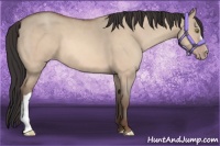 Horse Color:Amber Champagne Dun 