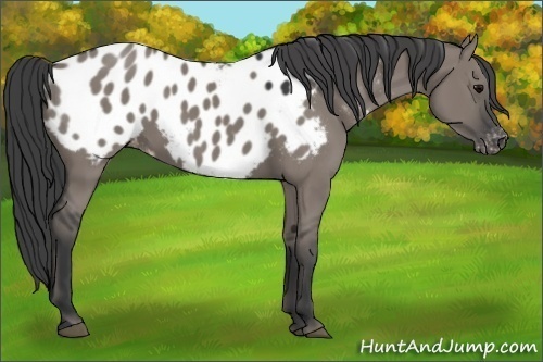 Horse Color:Grullo Appaloosa 