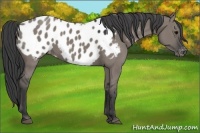 Horse Color:Grullo Appaloosa 