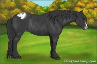 Horse Color:Black Appaloosa Rabicano 
