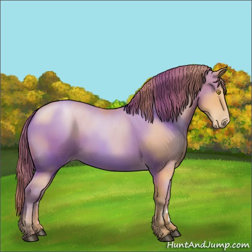 Horse Color:Bay Pearl 