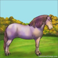Horse Color:Bay Pearl 