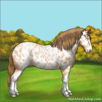 Horse Color:White Spotted Bay Pearl Appaloosa 