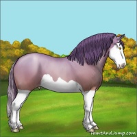 Horse Color:Bay Pearl Splash 