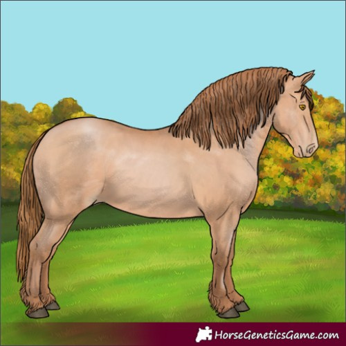 Horse Color:Bay Pearl 