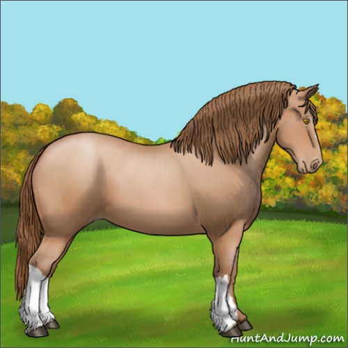 Horse Color:Bay Pearl 