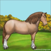 Horse Color:Bay Pearl 