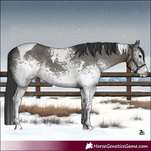 Horse Color:White Spotted Grullo Tobiano 