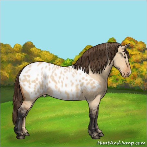 Horse Color:Bay Dun Appaloosa 