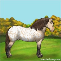 Horse Color:Bay Dun Appaloosa 